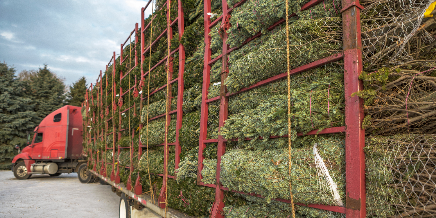Les exportations canadiennes d'arbres de Noël illuminent les fêtes de fin d'année